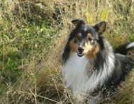 Yami