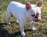 Patu