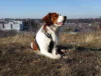 Milo - kuva Tiina Vikman
