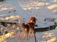 Misa, kuva Anne Mikkonen
