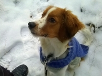 Mito, Tarlatan Phleum Timotei, kuva Taina Lappalainen