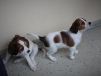 Nella, Tarlatan Avenella Flexuosa