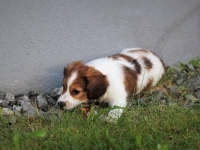 Tuisku