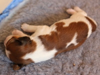 Kirahvi 13 days